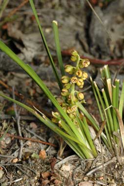 APII jpeg image of Lomandra filiformis subsp. filiformis  © contact APII