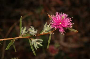 APII jpeg image of Melaleuca sclerophylla  © contact APII