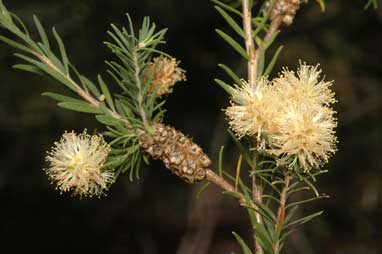 APII jpeg image of Melaleuca incana subsp. tenella  © contact APII