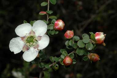 APII jpeg image of Leptospermum rotundifolium 'Jervis Bay form'  © contact APII