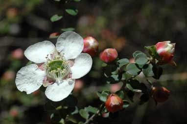 APII jpeg image of Leptospermum rotundifolium 'Jervis Bay form'  © contact APII