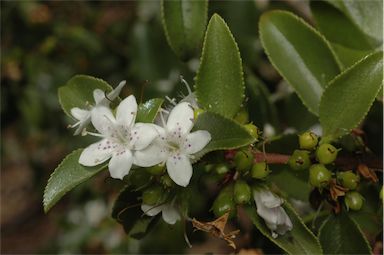 APII jpeg image of Myoporum petiolatum  © contact APII