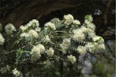 APII jpeg image of Melaleuca cuticularis  © contact APII