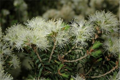 APII jpeg image of Melaleuca cuticularis  © contact APII