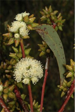 APII jpeg image of Eucalyptus decipiens subsp. chalara  © contact APII