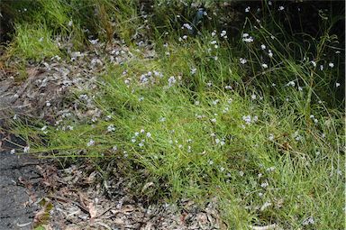 APII jpeg image of Conospermum tenuifolium  © contact APII