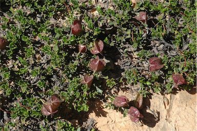 APII jpeg image of Dodonaea procumbens  © contact APII