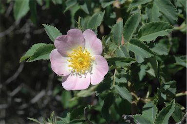 APII jpeg image of Rosa canina  © contact APII