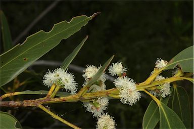 APII jpeg image of Eucalyptus langleyi  © contact APII