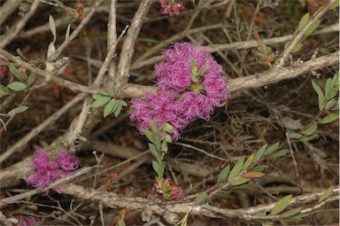 APII jpeg image of Melaleuca thymifolia  © contact APII