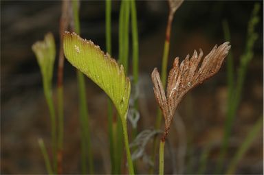 APII jpeg image of Schizaea bifida  © contact APII