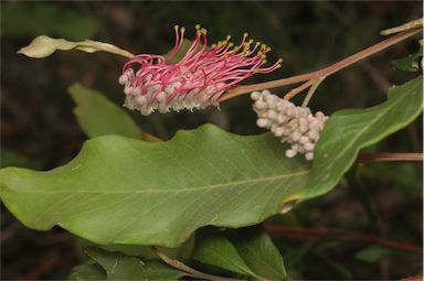 APII jpeg image of Grevillea macleayana  © contact APII