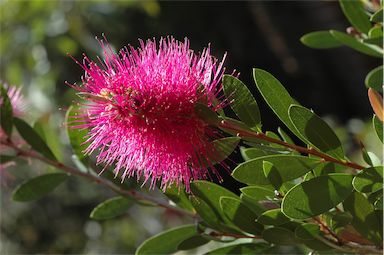 APII jpeg image of Callistemon 'Hot Pink'  © contact APII