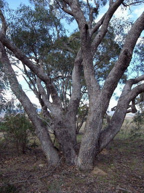 APII jpeg image of Eucalyptus bridgesiana  © contact APII