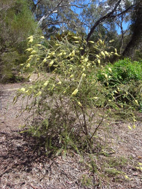 APII jpeg image of Callistemon sieberi  © contact APII