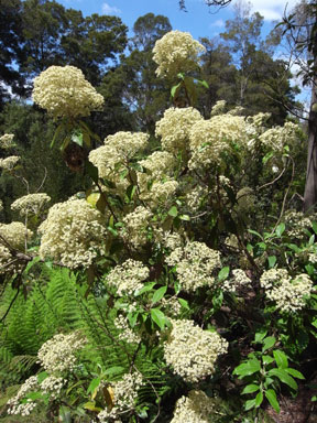 APII jpeg image of Olearia argophylla  © contact APII