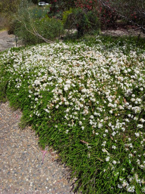 APII jpeg image of Calytrix tetragona (prostrate form)  © contact APII