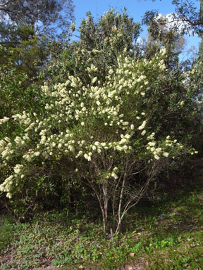 APII jpeg image of Melaleuca squarrosa  © contact APII