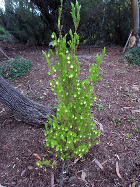 APII jpeg image of Darwinia wittwerorum  © contact APII