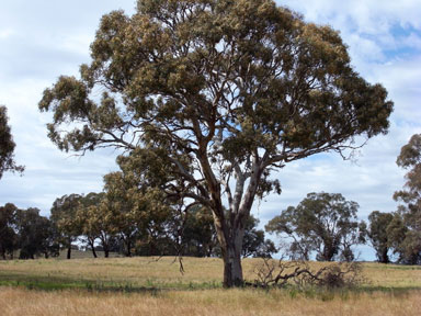 APII jpeg image of Eucalyptus blakeleyi  © contact APII