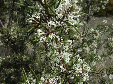 APII jpeg image of Hakea decurrens subsp. decurrens  © contact APII