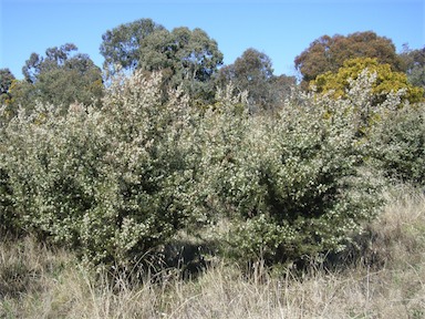 APII jpeg image of Hakea decurrens subsp. decurrens  © contact APII