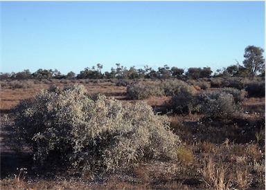 APII jpeg image of Atriplex nummularia  © contact APII