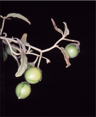 APII jpeg image of Solanum esuriale  © contact APII