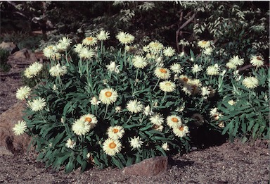 APII jpeg image of Xerochrysum 'Cockatoo'  © contact APII