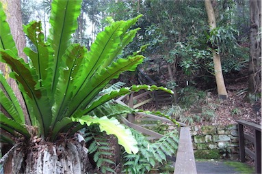 APII jpeg image of Asplenium australasicum  © contact APII