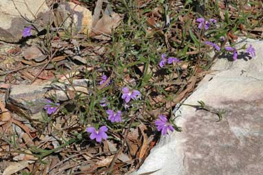 APII jpeg image of Scaevola ramosissima  © contact APII