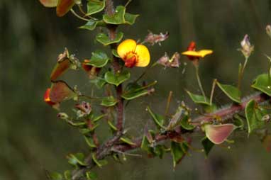 APII jpeg image of Daviesia squarrosa  © contact APII