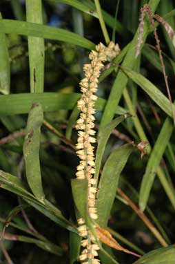 APII jpeg image of Linospadix monostachyos  © contact APII