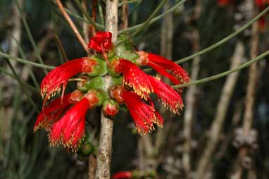 APII jpeg image of Calothamnus gilesii  © contact APII