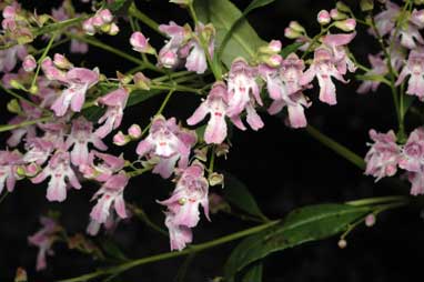 APII jpeg image of Prostanthera lasianthos 'Kallista Pink'  © contact APII