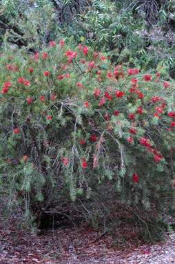 APII jpeg image of Callistemon 'Packers Selection'  © contact APII