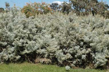 APII jpeg image of Artemisia arborescens  © contact APII