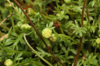 APII jpeg image of Cotula australis  © contact APII