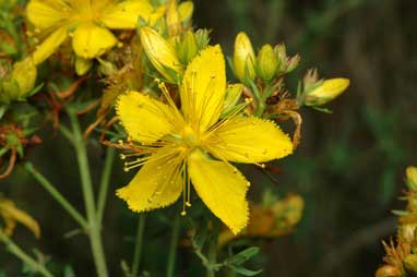 APII jpeg image of Hypericum perforatum subsp. veronense  © contact APII