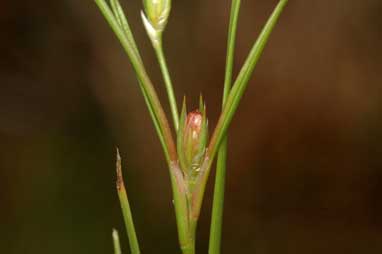 APII jpeg image of Juncus bufonius  © contact APII