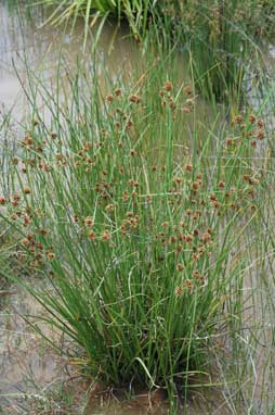 APII jpeg image of Cyperus gunnii subsp. gunnii  © contact APII