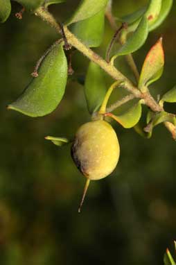 APII jpeg image of Persoonia myrtilloides subsp. cunninghamii  © contact APII