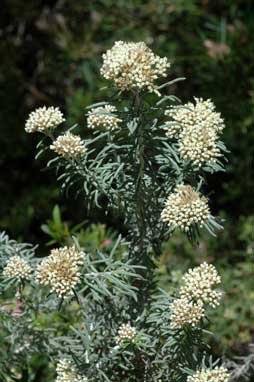 APII jpeg image of Ozothamnus rosmarinifolius 'Silver Jubilee'  © contact APII