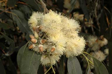 APII jpeg image of Eucalyptus blakelyi  © contact APII