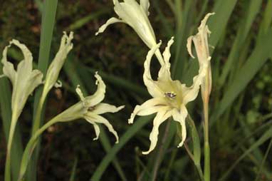 APII jpeg image of Gladiolus undulatus  © contact APII