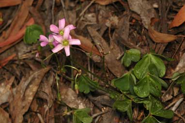 APII jpeg image of Oxalis debilis var. corymbosa  © contact APII