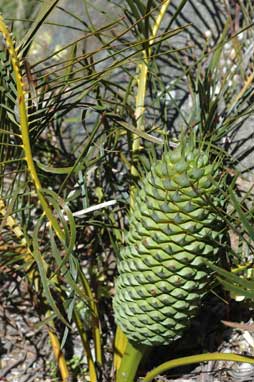 APII jpeg image of Macrozamia spiralis  © contact APII