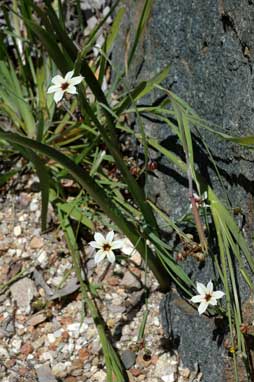 APII jpeg image of Sisyrinchium micranthum  © contact APII