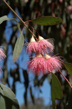 APII jpeg image of Eucalyptus sideroxylon  © contact APII