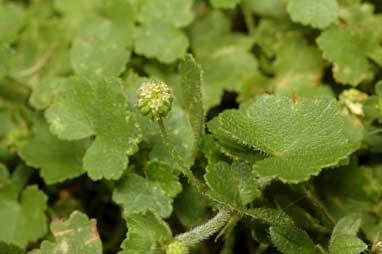 APII jpeg image of Hydrocotyle algida  © contact APII